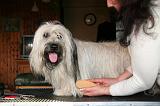 SKYE TERRIER - BROSSAGE 092